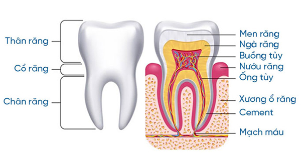 Cấu trúc giải phẫu răng